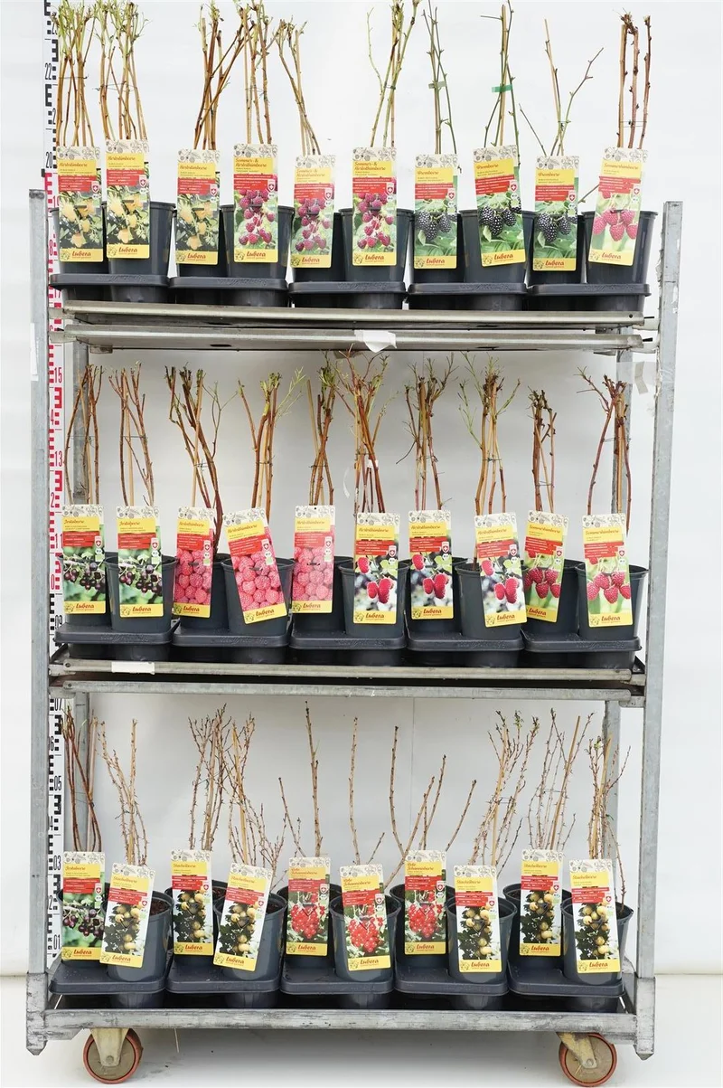 Mix Ekologiska Fruktträd Lubera® C3 (3 liters kruka) 40-60 cm
