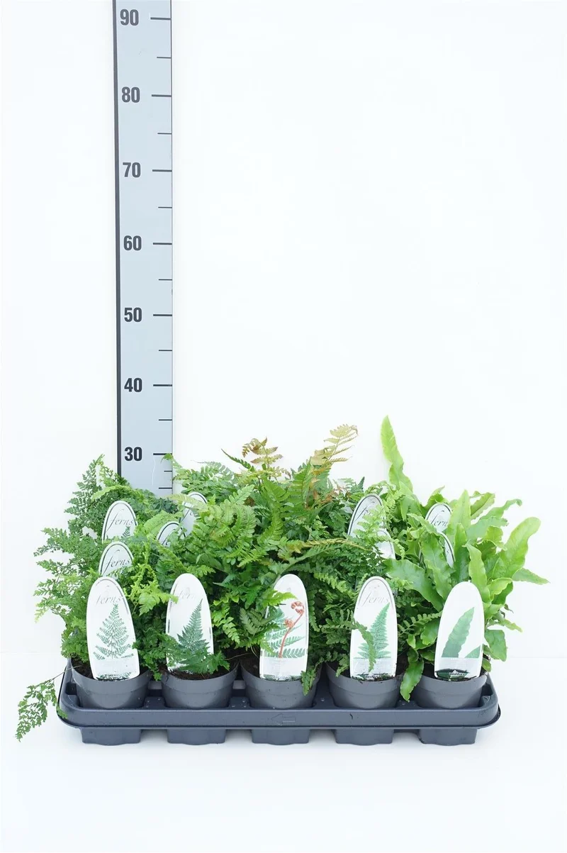 Ormbunkar i olika sorter - 11 cm kruka