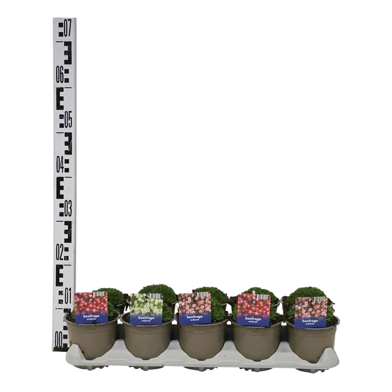 Saxifraga i olika sorter, 12 cm kruka