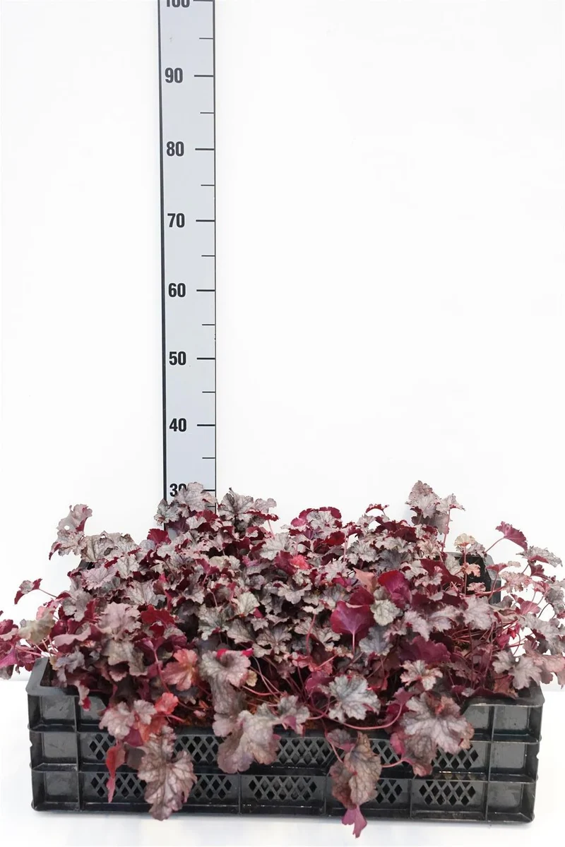 Heuchera 'Plum Pudding' 9 cm kruka