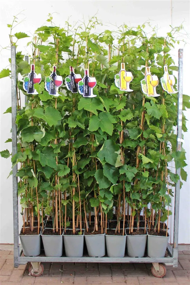 Vitis i sorter C5 (5 liters kruka) / 23 cm kruka 100-150 cm