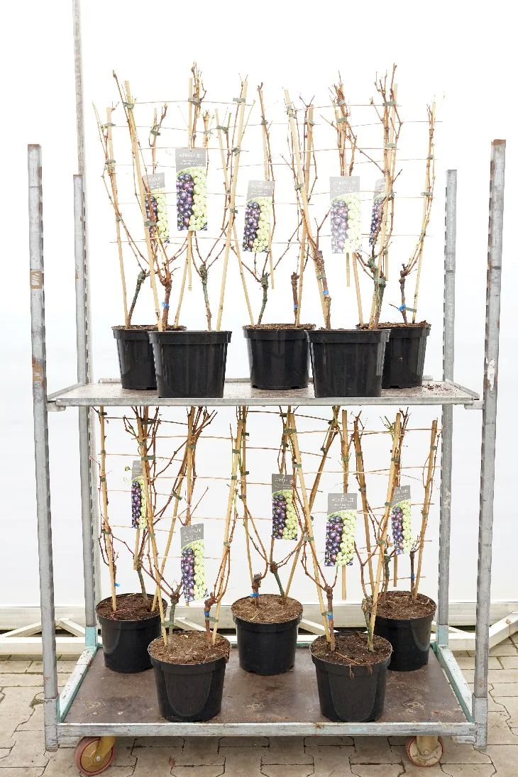 Vitis vinifera (duo) C7,5 (7,5 liters kruka) på spaljé