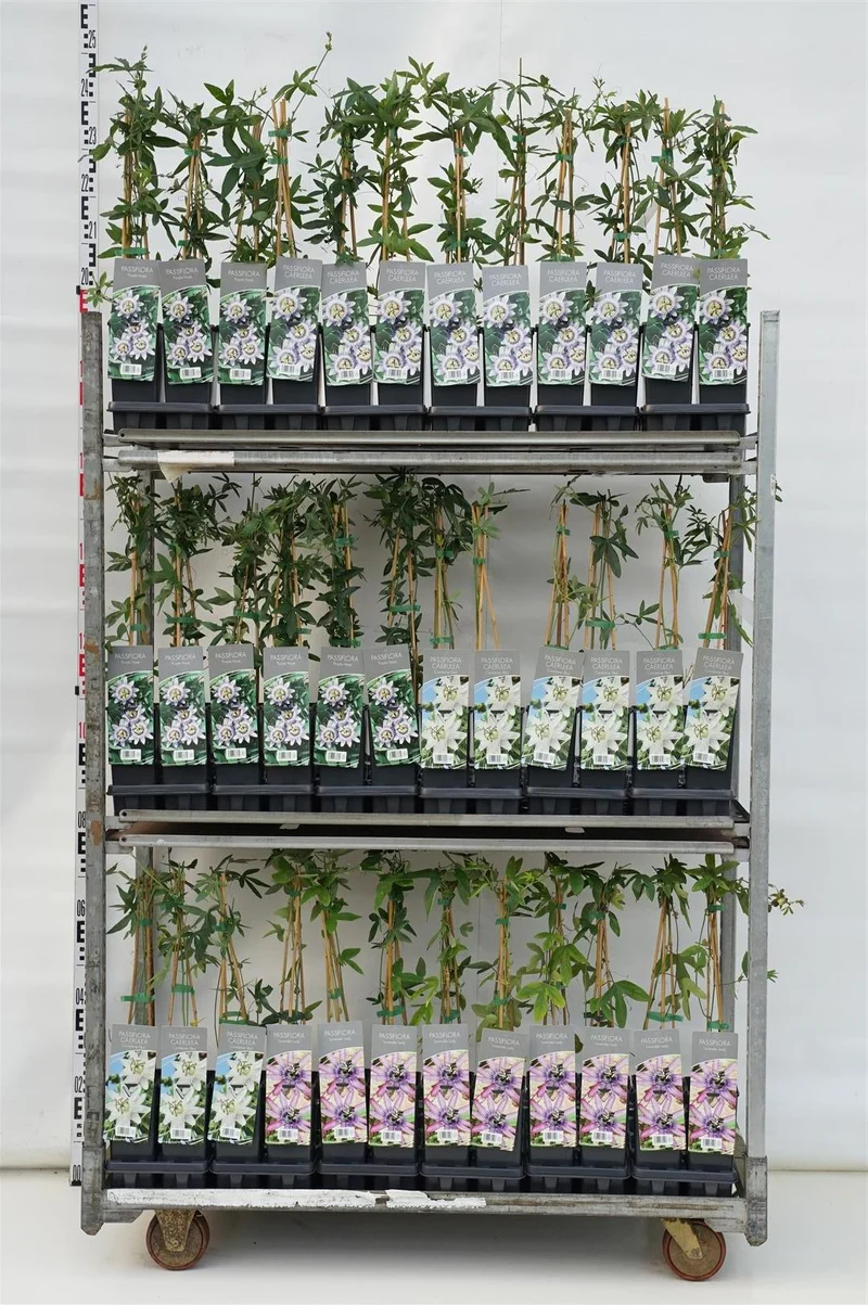 Passiflora i sorter C1,5 (1,5 liters kruka) 40-60 cm