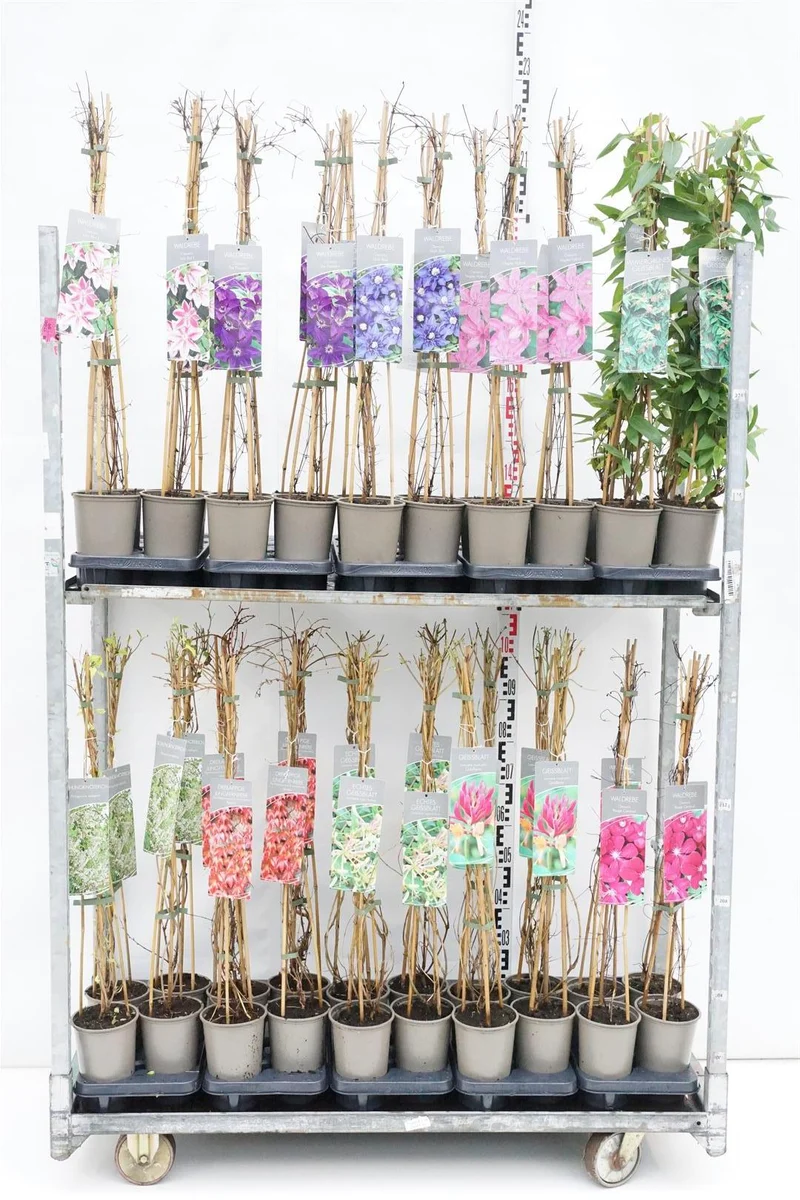 Klätterväxter & Clematis i sorter C2 (2 liters kruka) / 17 cm kruka 60-80 cm