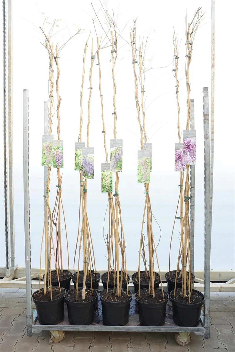 Wisteria, olika sorter C7,5 (7,5 liters kruka / 26 cm kruka) 150–175 cm