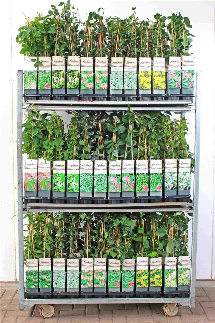 Klätterväxter 'Landhaus Mix' C2 (2 liters kruka) 40-60 cm