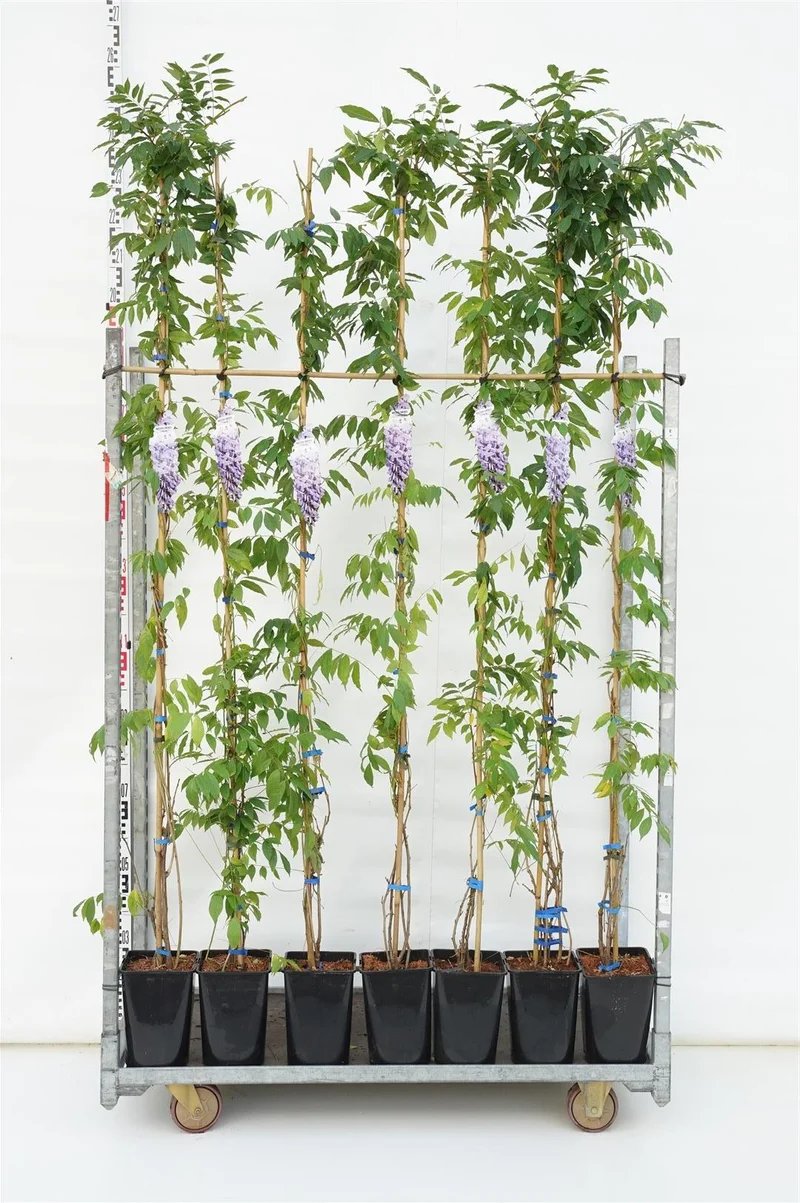 Wisteria sinensis 'Prolific' C5 (5 liters kruka) / 23 cm kruka 175-200 cm