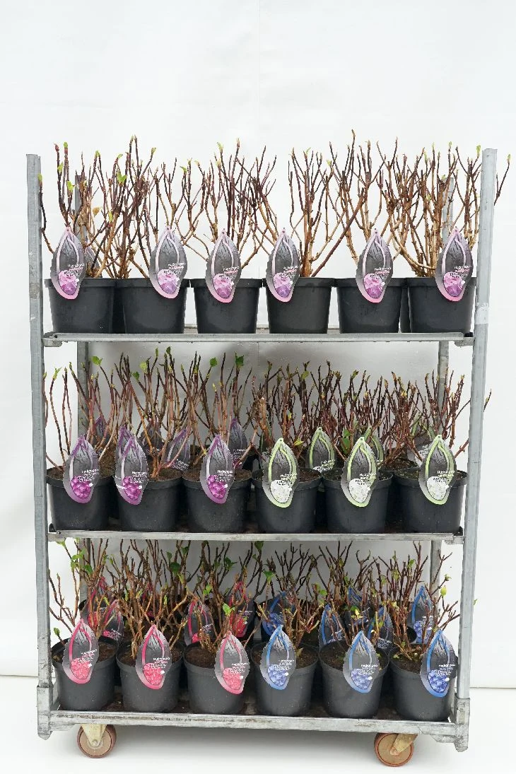 Hydrangea m. 'Exclusive' i sorter C5 (5 liters kruka)