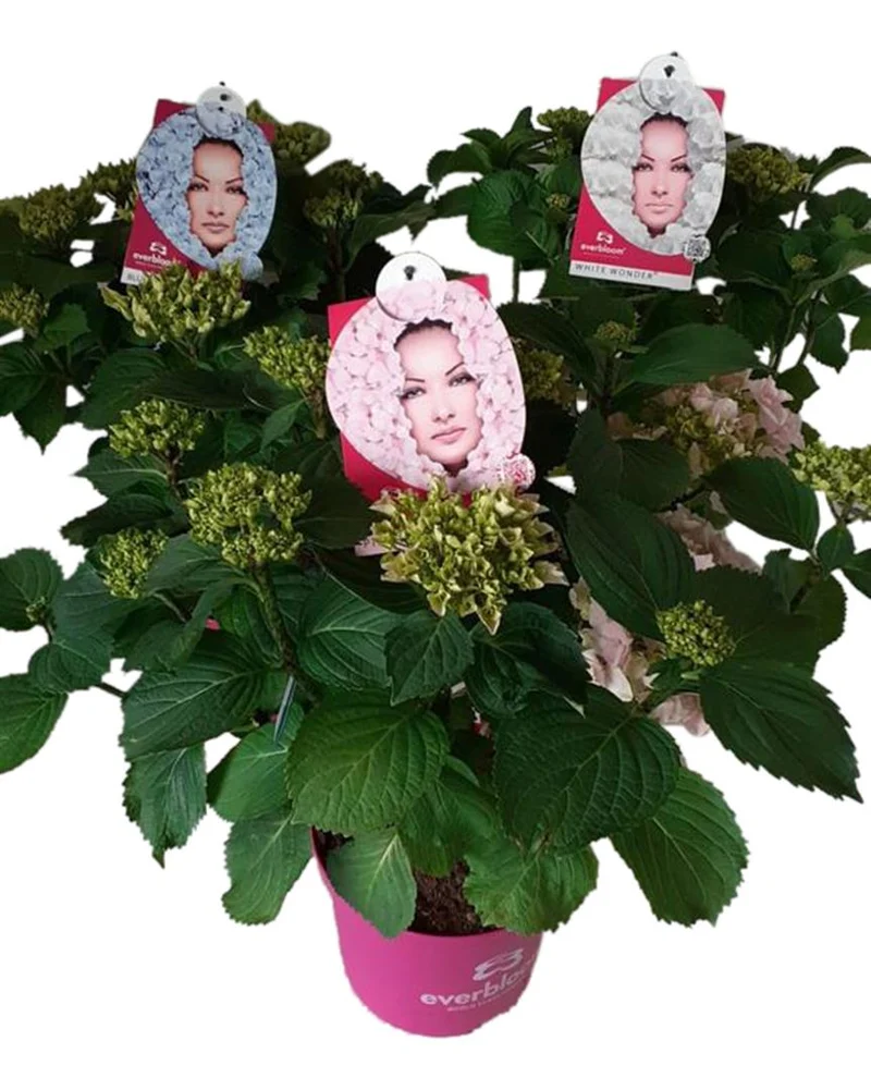 Hydrangea m. 'Everbloom' i olika sorter C5 (5 liters kruka)