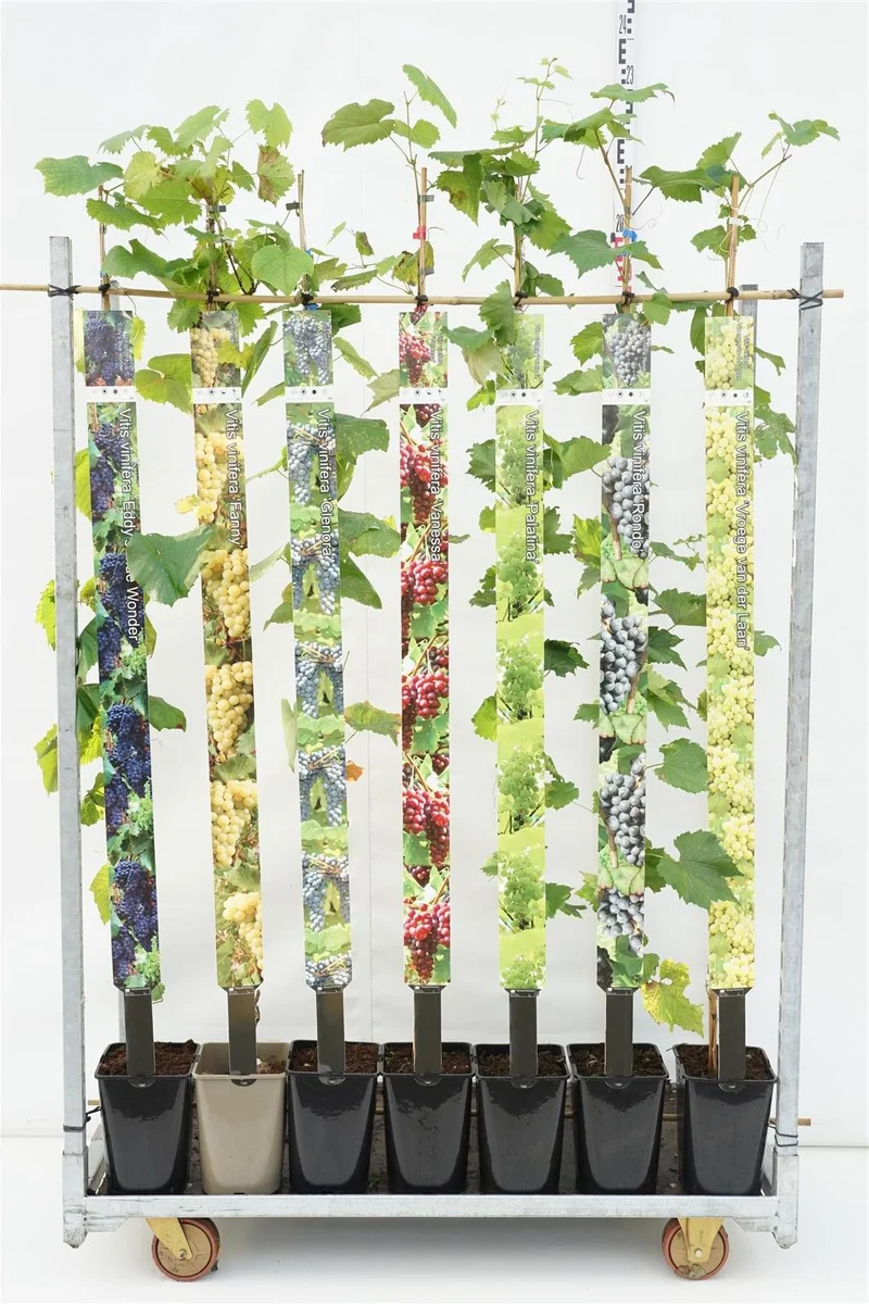 Vitis i sorter C5 (5 liters kruka) 150-175 cm