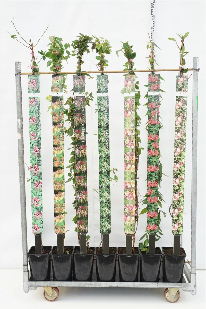 Lonicera i olika sorter C5 (5 liters kruka) / 23 cm kruka 150–175 cm