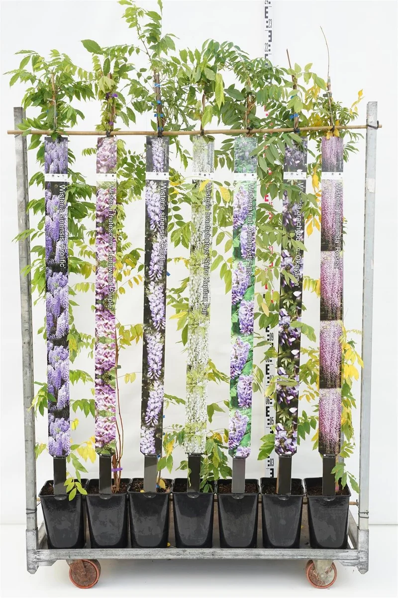 Wisteria i sorter C5 (5 liters kruka) / 23 cm kruka 150-175 cm