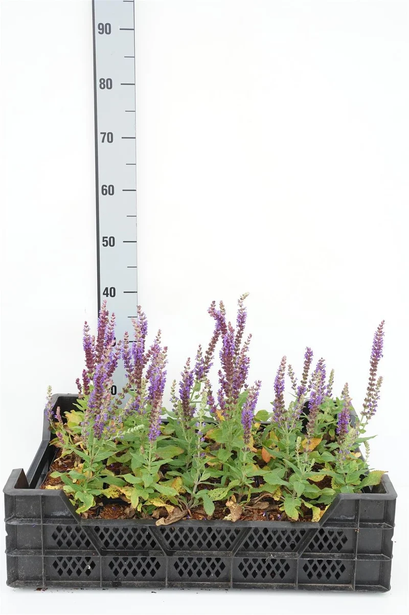 Salvia nemorosa 'Ostfriesland' 9 cm kruka
