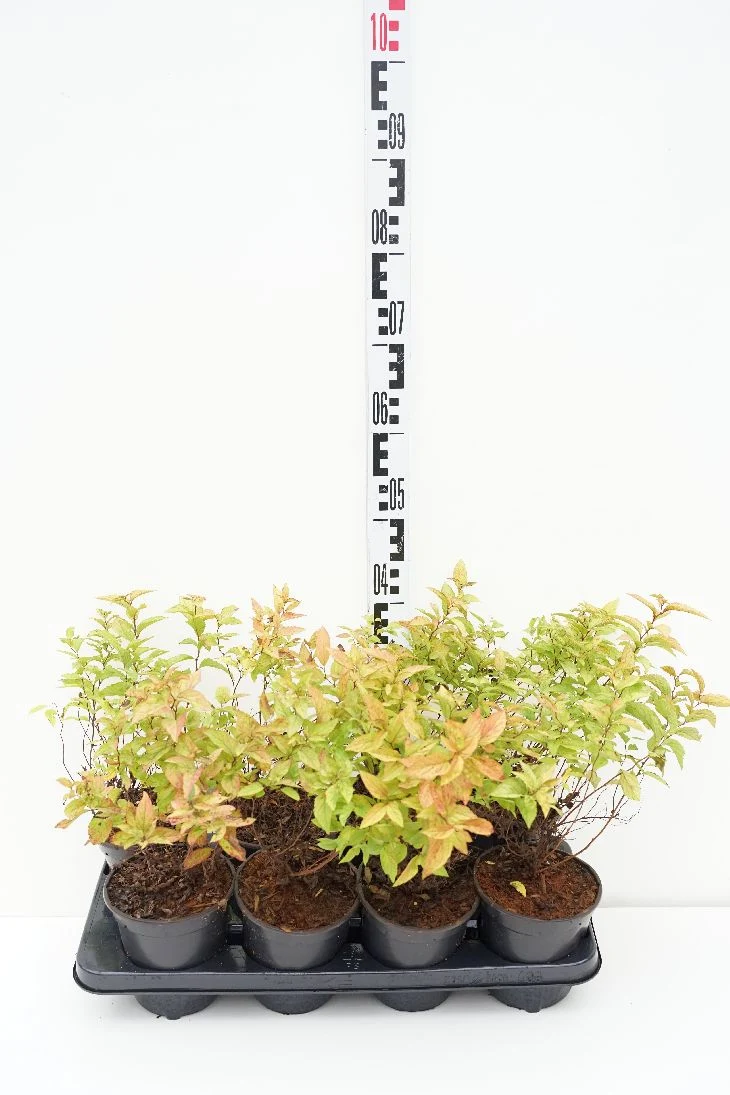 Spiraea jap. 'Goldflame' C1 (1 liters kruka)