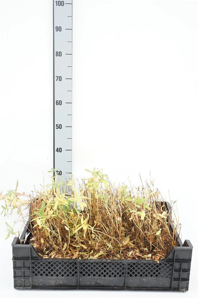 Lythrum salicaria 9 cm kruka
