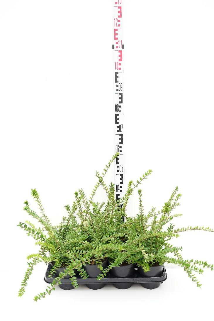Lonicera nitida 'Maigrun' C1 (1 liters kruka)
