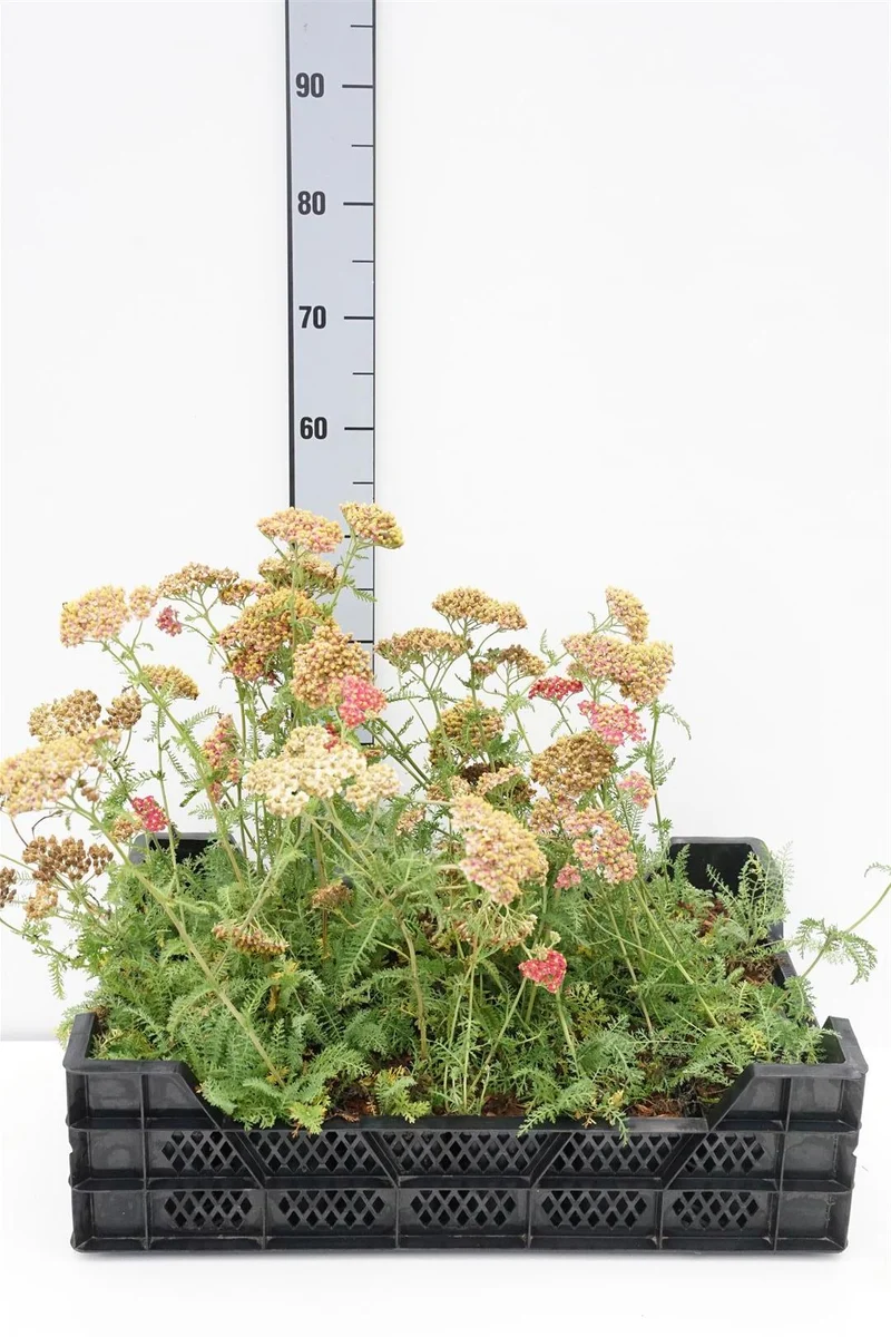 Achillea mil. 'Paprika' 9 cm kruka