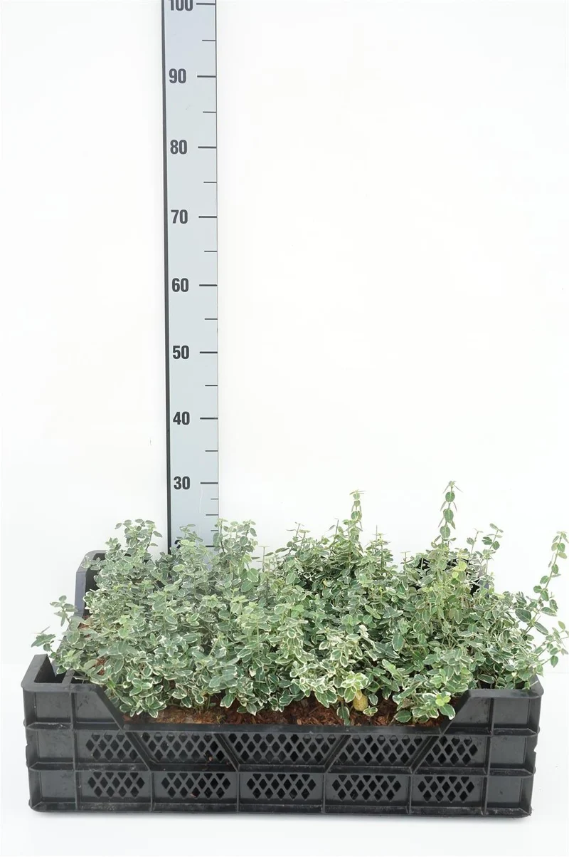 Euonymus fort. 'Emerald Gaiety' 9 cm kruka