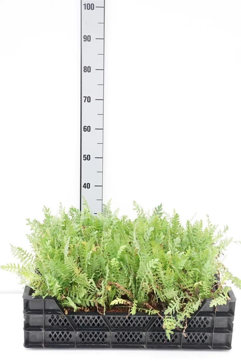 Achillea filipendulina 'Cloth of Gold' 9 cm kruka