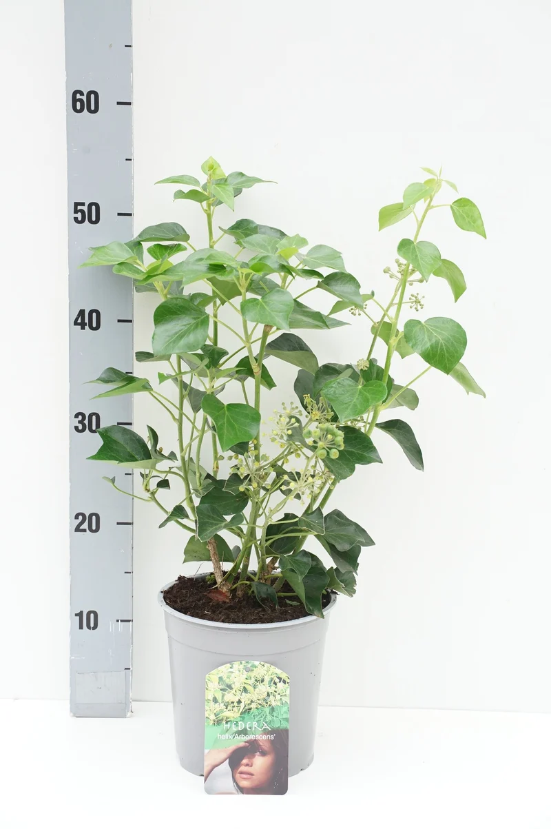 Hedera helix 'Arborescens' C2 (2 liters kruka) 30-40 cm