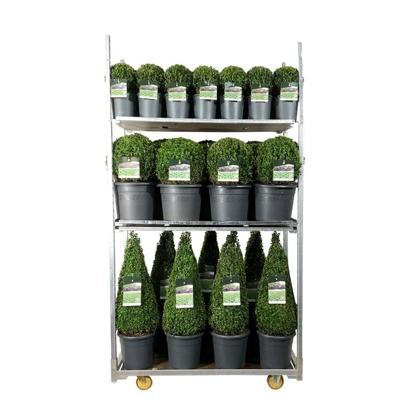 Buxus sempervirens Mix CC 5