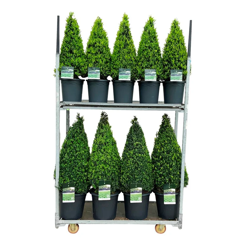 Buxus sempervirens MIX CC 6