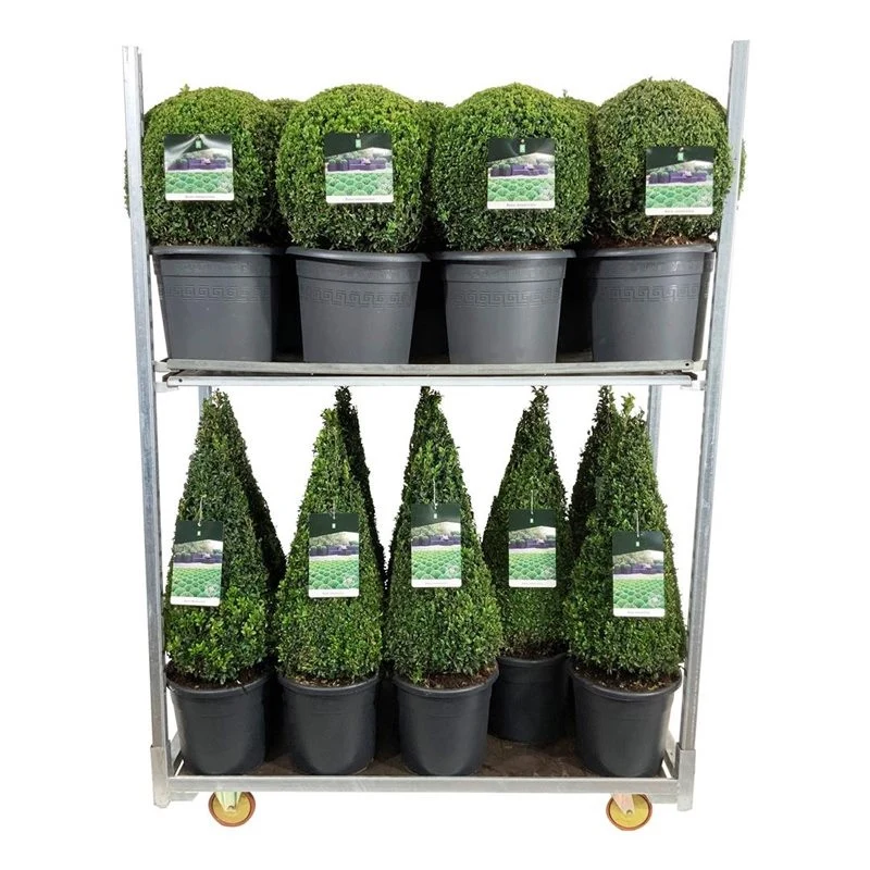 Buxus sempervirens MIX CC 3