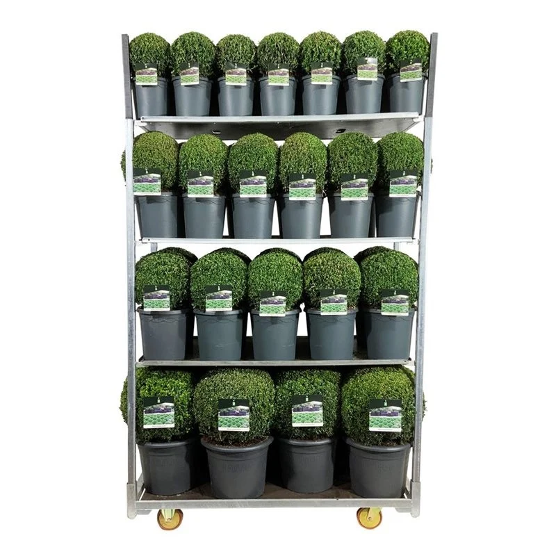 Buxus sempervirens Mix CC 1
