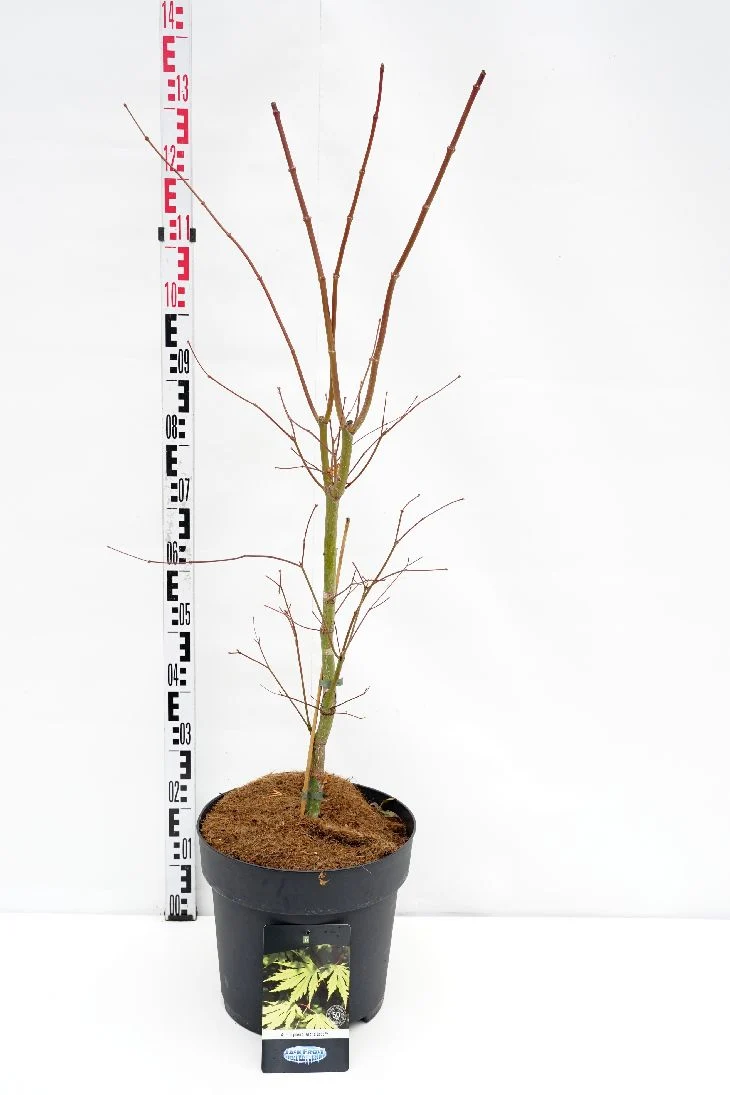 Acer 'Arctic Jade'® (Jack Frost) C15 (15 liters kruka) 100-125 cm