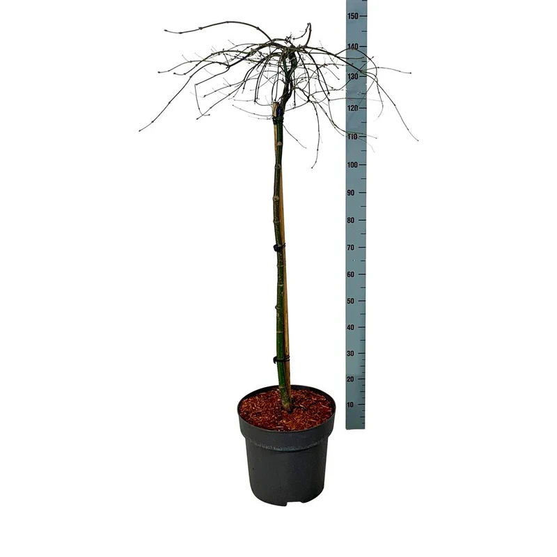 Acer palmatum 'Orangeola' 90 cm stam C15 (15 liters kruka)