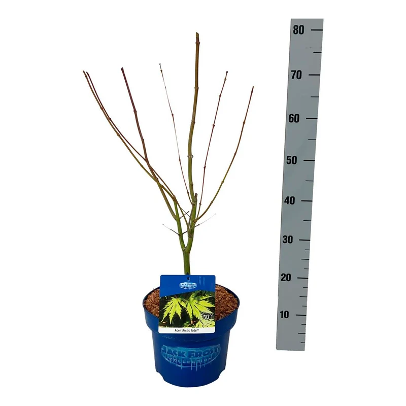 Acer 'Arctic Jade'® (Jack Frost) C5 (5 liters kruka) 50-60 cm
