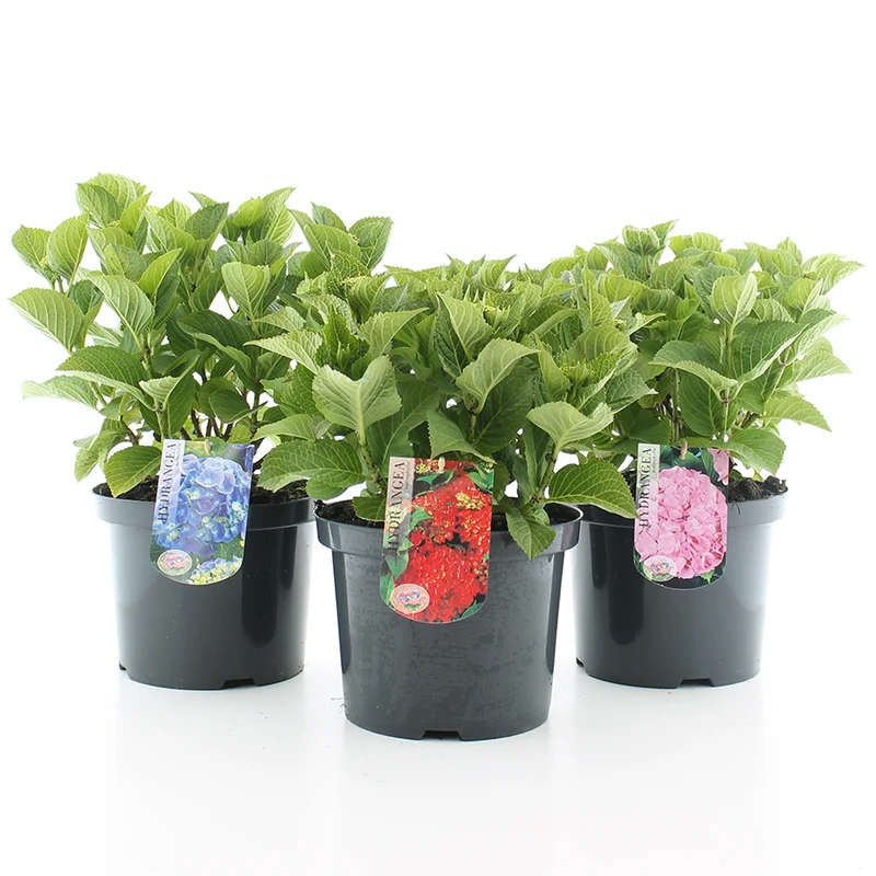 Hydrangea m. i sorter C5 (5 liters kruka) 30-40 cm