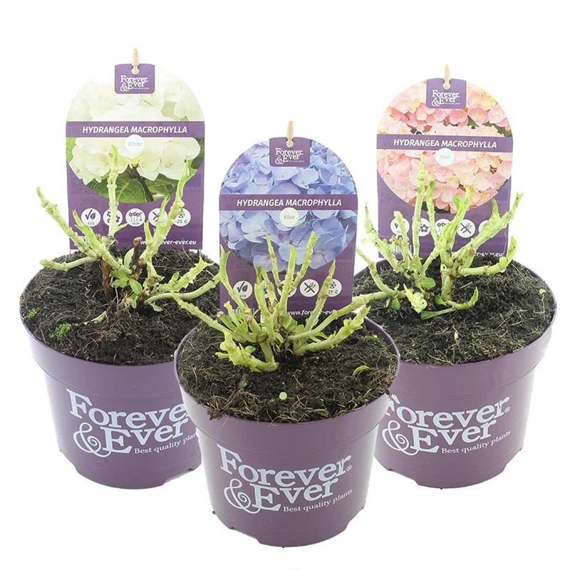 Hydrangea m. 'Forever&Ever'® färgmix, C2 (2 liters kruka)
