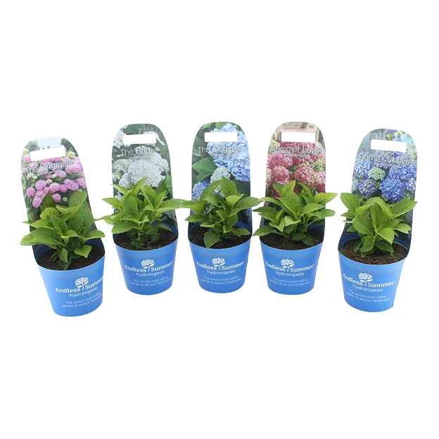 Hydrangea Endless Sum.® i sorter - C2 (2 liters kruka) med ytterkruka