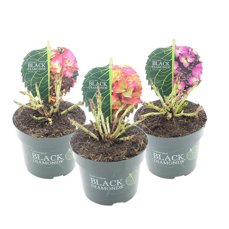 Hydrangea m. 'Black Diamond' färgmix C2 (2 liters kruka)