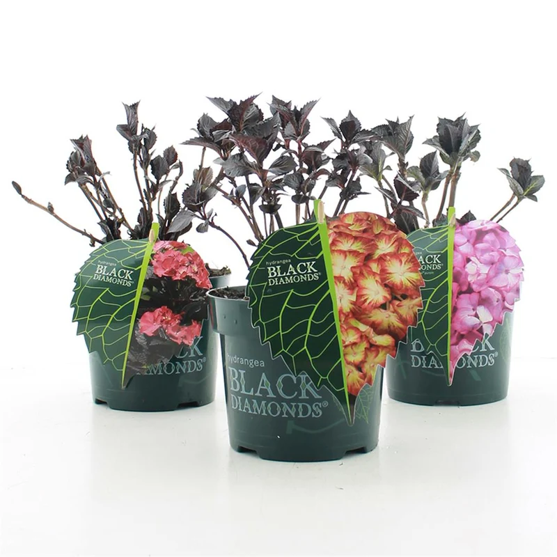 Hydrangea m. 'Black Diamond' i sorter - C2 (2 liters kruka / 17 cm kruka)