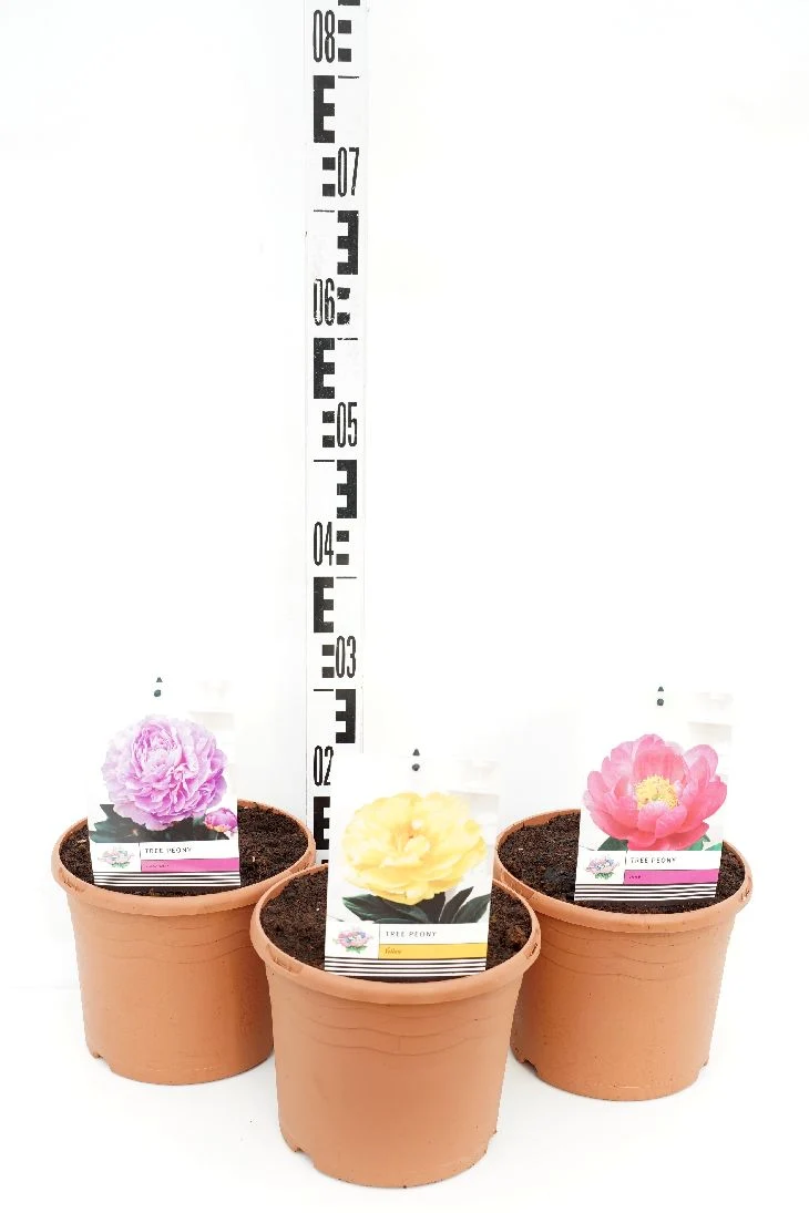 Paeonia suffruticosa i sorter C5 (5 liters kruka)