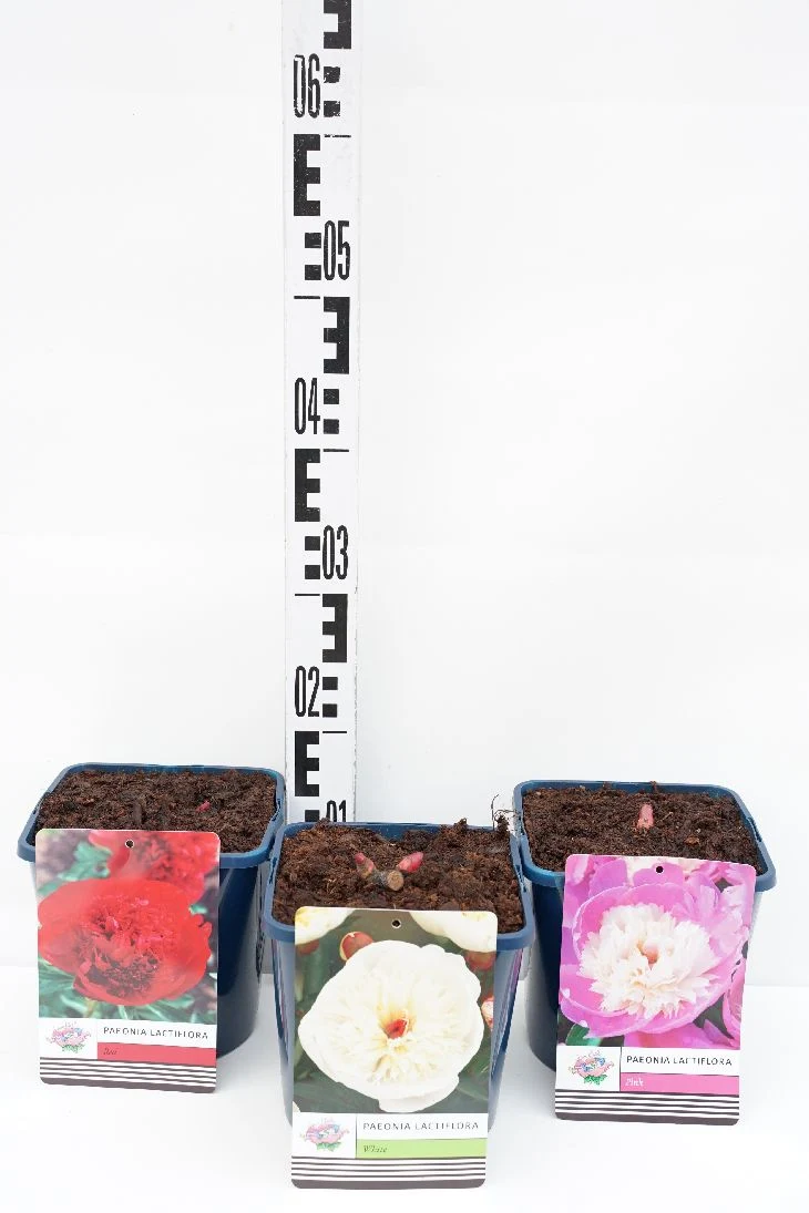 Paeonia lact. i sorter C3 (3 liters kruka)