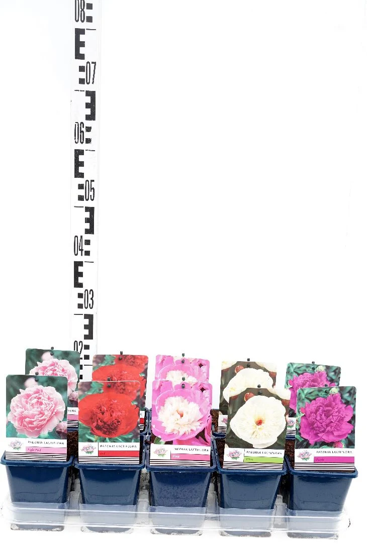 Paeonia lact. i sorter - 11 cm kruka