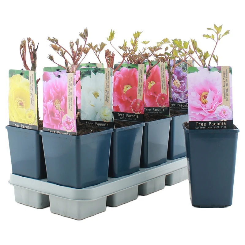 Paeonia suffr. i sorter C1,5 (1,5 liters kruka)