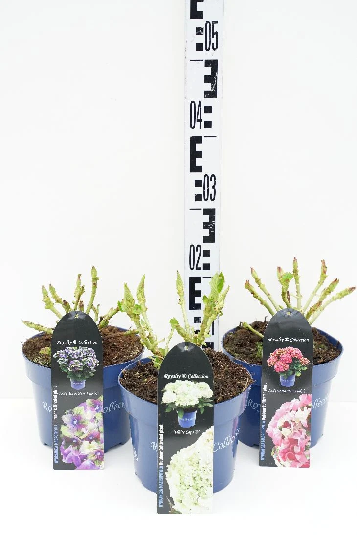 Hydrangea m. 'Royalty Collection'® C2 (2 liters kruka)