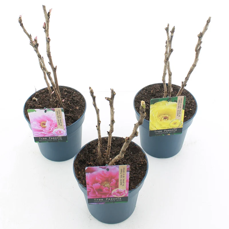 Paeonia suffruticosa i sorter C3 (3 liters kruka / 19 cm kruka)