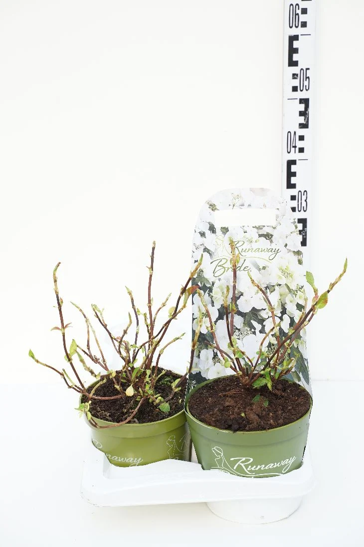 Hydrangea m. 'Runaway Bride'® C2 (2 liters kruka / 17 cm kruka)