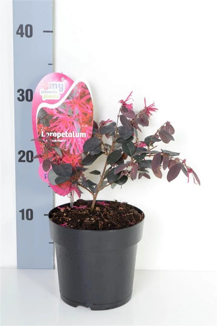 Loropetalum c. 'Black Pearl' C1,5 (1,5 liters kruka) 20-25 cm