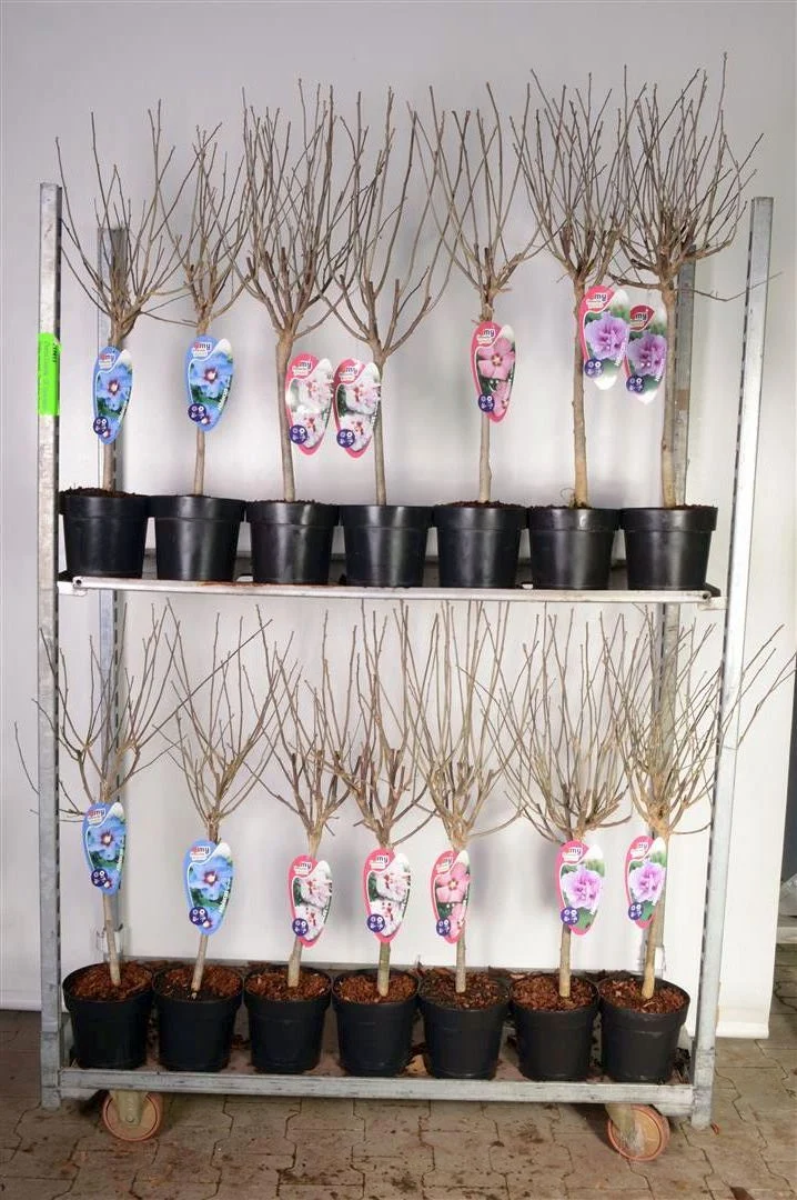 Hibiscus i olika sorter – 30 cm stam, C3 (3 liters kruka) / 19 cm kruka
