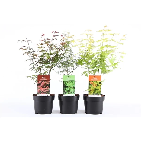 Japansk lönn (Acer palmatum) i sorter 40-50 cm, C3 (3 liters kruka)