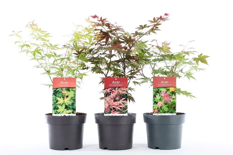 Acer palmatum i sorter C3 (3 liters kruka) / 19 cm kruka 40-50 cm