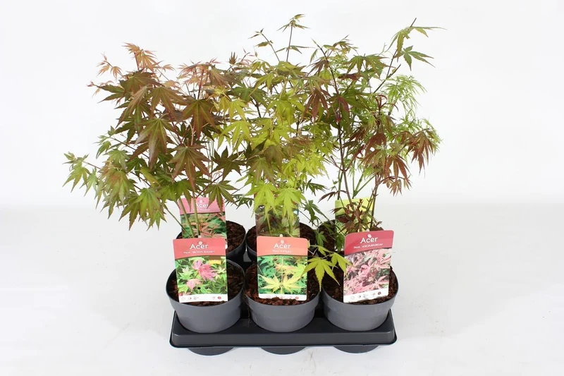 Acer palmatum i sorter C1,5 (1,5 liters kruka) 25-30 cm