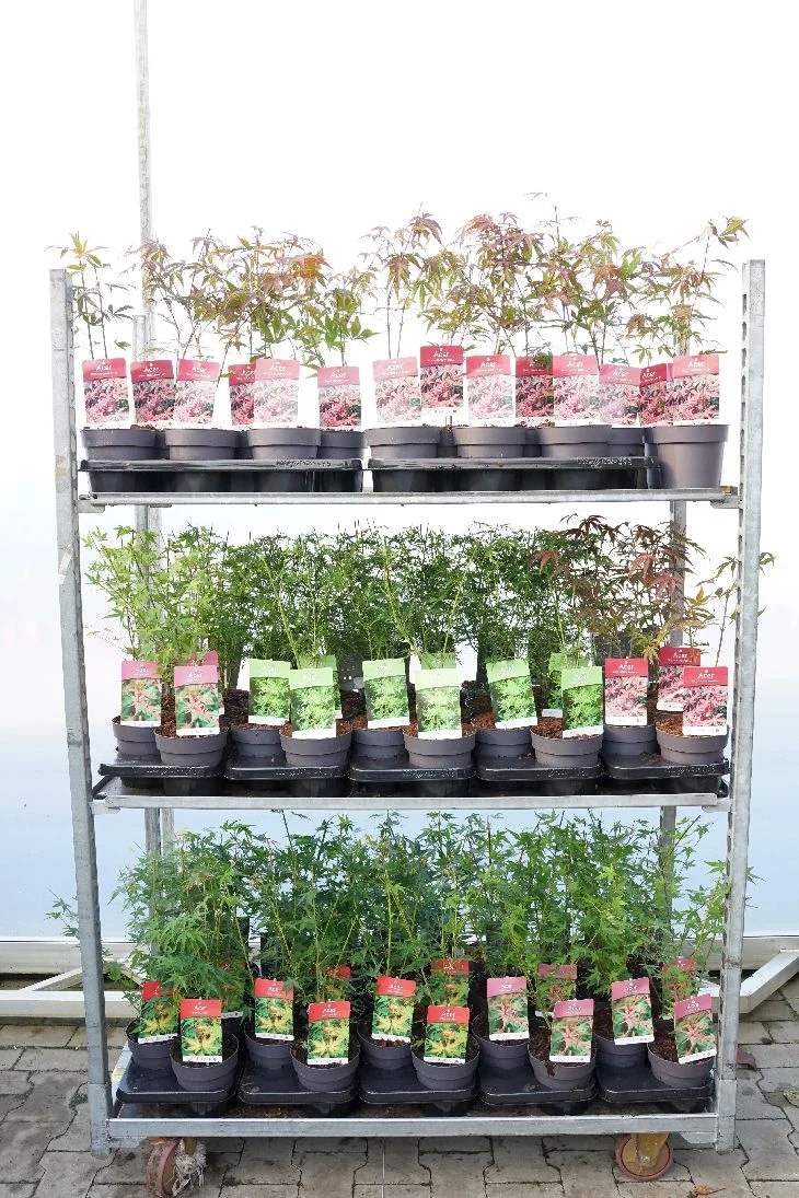 Acer palmatum i sorter C1,5 (1,5 liters kruka) 25-30 cm