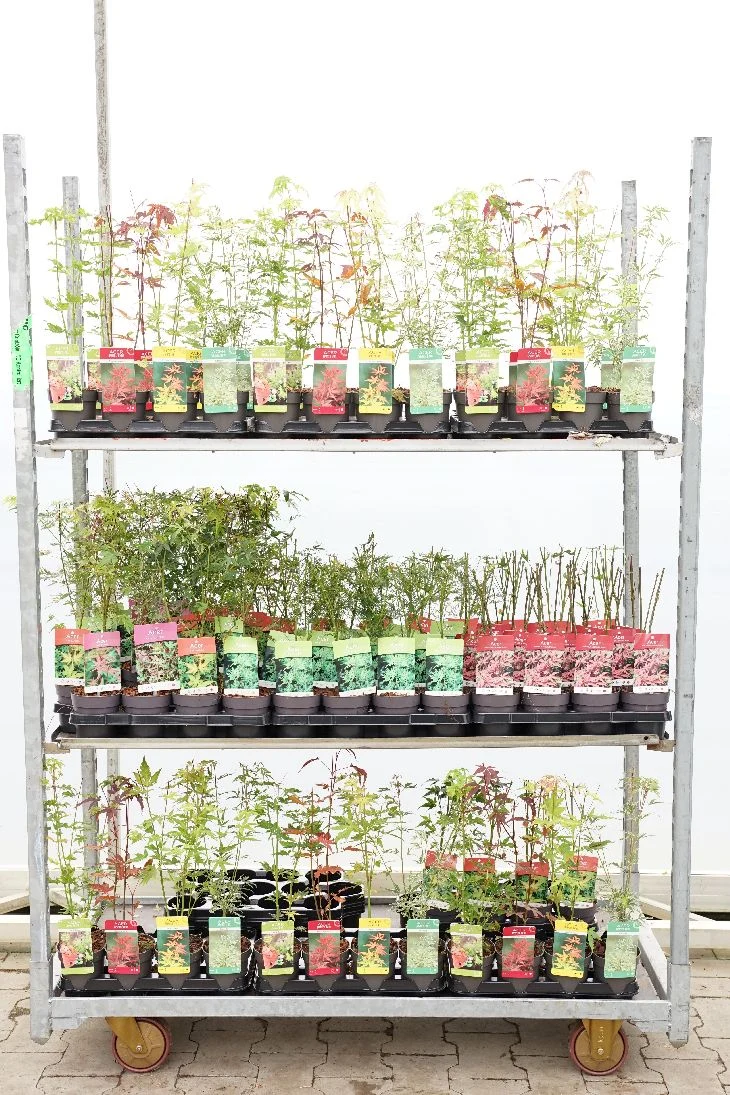 Acer palmatum i sorter, 10,5 cm kruka, 20-25 cm